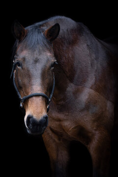 Bay horse with black background.