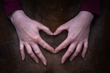 Two hands making a heart on a bay horse chest. 