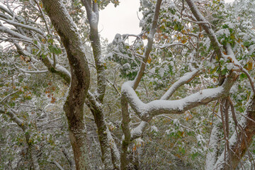 Winter's Touch on Twisted Oak Branches, Dehesa del Camarate
