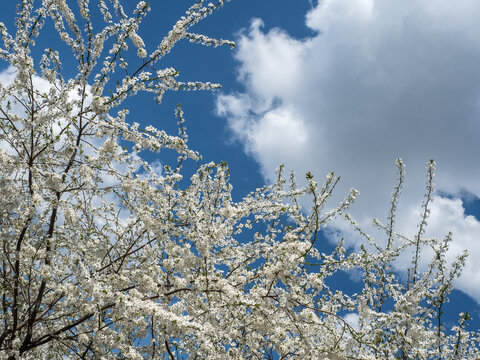 Beautiful blooming tree against the background of a spring, clear sky. Soft morning light. Close-up, no people