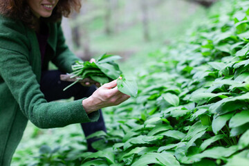 Springtime Wild Herbs Harvest in Woods - Wild Garlic - Bear Garlic - Ramson - Alium Ursinum