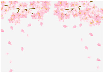 Obraz na płótnie Canvas 桜の花舞う春の放射状フレーム背景17灰色