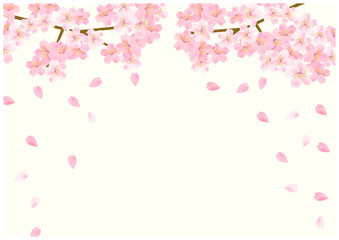 Obraz na płótnie Canvas 桜の花舞う春の放射状フレーム背景17黄色