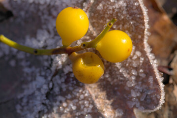 yellow berries on a frozen brown leaf