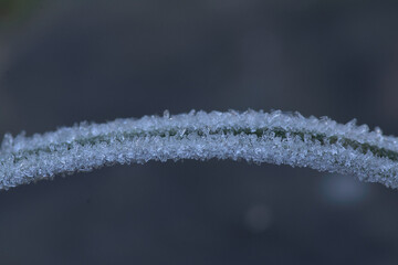 a blade of grass covered with ice crystals