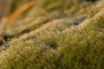 fine moss photographed close up