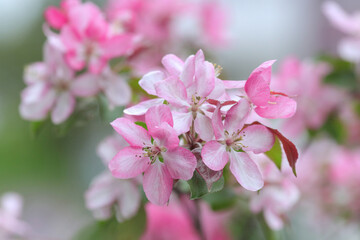Fresh 
beautiful flowers apple tree blooming in the spring. Pink Apple blossoms flowers on green nature background. Blossom trees in spring. Sakura. Beautiful flowers on a branch of an apple tree    