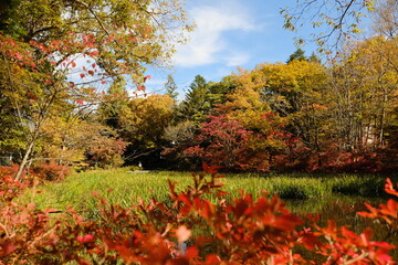 Obraz premium autumn in the park, japan