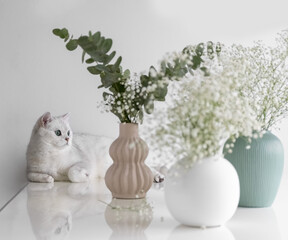 A white British cat lies near bouquets of Gypsophila and eucalyptus flowers. Photo