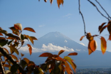 fuji mountain, red maple