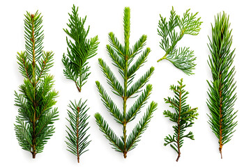 Collection of pine branches isolated on white background - obrazy, fototapety, plakaty