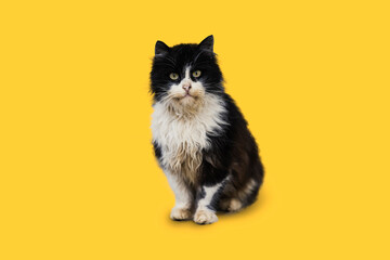 Dirty dissatisfied cat sits on the street and looks at the camera
on the yellow background - Powered by Adobe