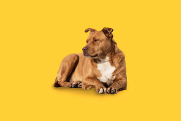 A homeless ginger dog lies on a yellow background, a domestic dog lies, the dog is chilling