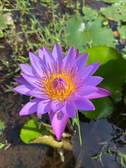 pink lotus flower
Nymphaea nouchali.
Native to southern and eastern Asia, it is the national flower of Bangladesh and Sri Lanka.