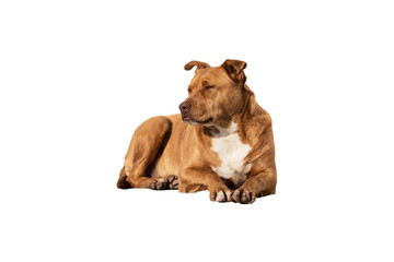 A homeless ginger dog lies on a white background, a domestic dog lies, the dog is chilling