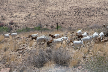 flock of goats and dry vegetation in  Naukluft desert, west of Helmeringhausen,  Namibia