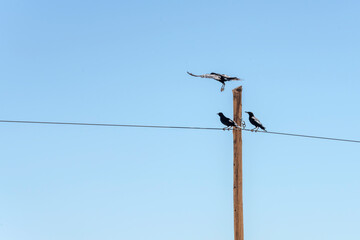 crows on electric pole in Naukluft desert, near Garub,  Namibia