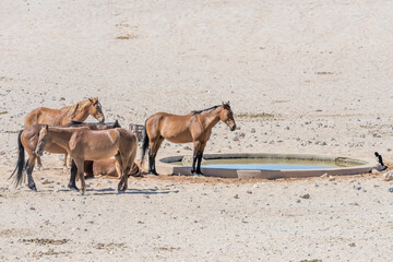  wild horses group at waterhole on sand in Naukluft desert, near Garub,  Namibia