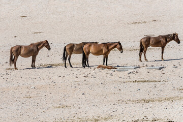 group of wild horses on sand in Naukluft desert, near Garub,  Namibia