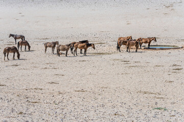 group of wild horses at waterhole on sand in Naukluft desert, near Garub,  Namibia