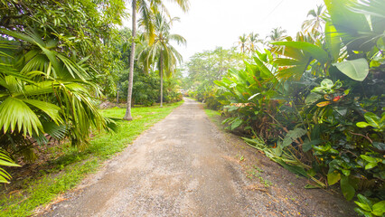 Tropical Pathway Surrounded by Greenery