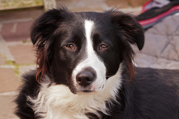 Closeup on a black and white  closeup  border collie dog gently looking into the camera