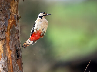Buntspecht (Dendrocopos major)