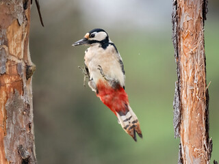 Buntspecht (Dendrocopos major)