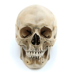 Obraz premium Human skull isolated on white background
