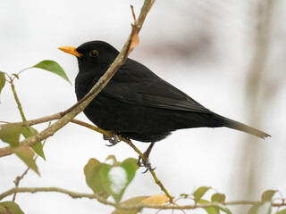 Amsel (Turdus merula)