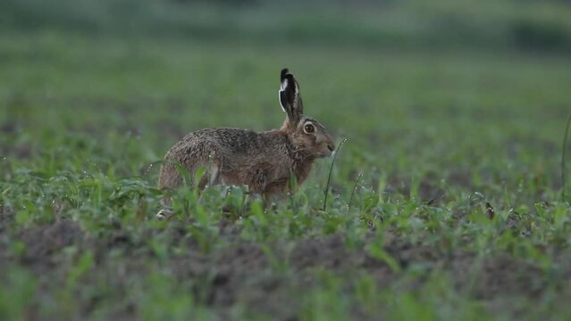 A hare is eating grass in the field. Video with a European hare,.