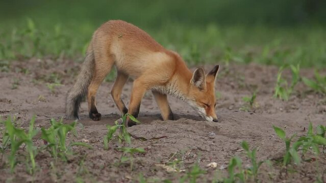 In the video, a young fox sniffs. Beautiful red hair. The animal itches.