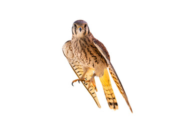 American Kestrel (Falco sparverius) High Resolution Photo, on a Transparent PNG Background - 718203370
