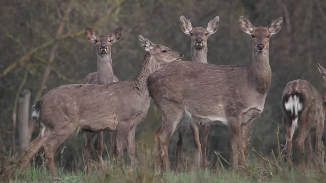 A group of spotted deer stands in the forest. The animals are alarmed and whistling. Video from Sika deer. The cry of a deer