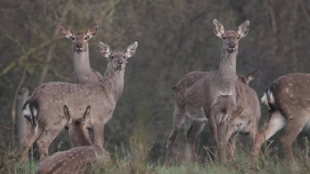 A group of spotted deer stands in the forest. The animals are alarmed and whistling. Video from Sika deer. The cry of a deer