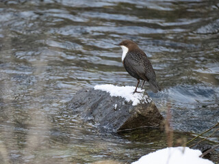 Wasseramsel (Cinclus cinclus)