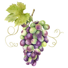 Fototapeta premium A bunch of red grapes with leaves. Grapevine. Isolated watercolor illustrations. For the design of labels of wine, grape juice and cosmetics, wedding cards, stationery, greetings cards