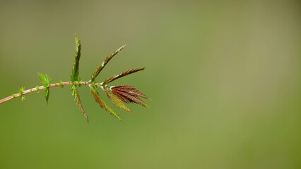 Closeup of a plant branch on a natural green background. 