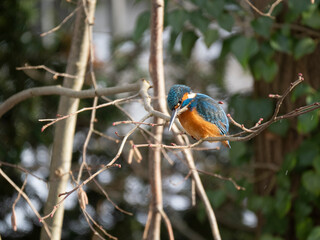 Eisvogel (Alcedo atthis)