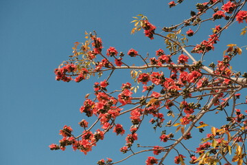 Cotton tree, red flower, autumn leaves against sky