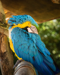 blue and yellow macaw ara © Benoît