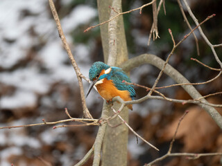 Eisvogel (Alcedo atthis)