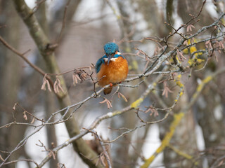 Eisvogel (Alcedo atthis)