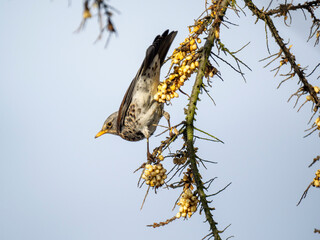 Wacholderdrossel (Turdus pilaris)