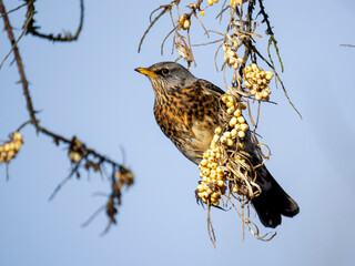 Wacholderdrossel (Turdus pilaris)