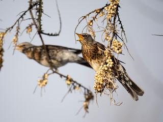 Wacholderdrossel (Turdus pilaris)