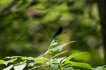 Damselfly on Plant