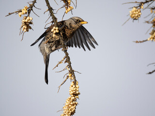 Wacholderdrossel (Turdus pilaris)
