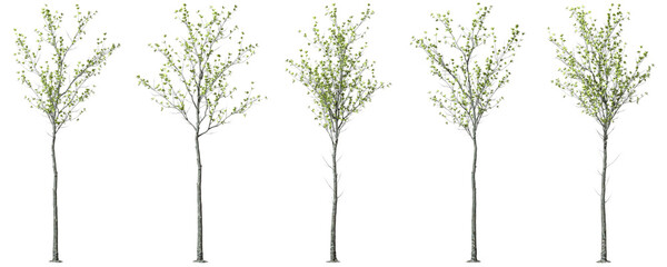 Cutout trees standing tall shapes realistic 3d rendering png