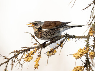 Wacholderdrossel (Turdus pilaris)